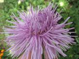 column INFLORESCENCE