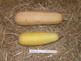 Click for 1 image(s) for this accession.