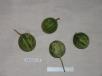 Click for 1 image(s) for this accession.