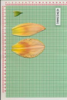 Click for 1 image(s) for this accession.