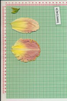 Click for 1 image(s) for this accession.