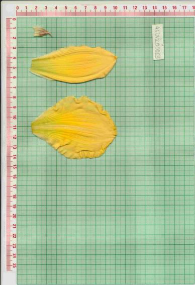 Click for 1 image(s) for this accession.