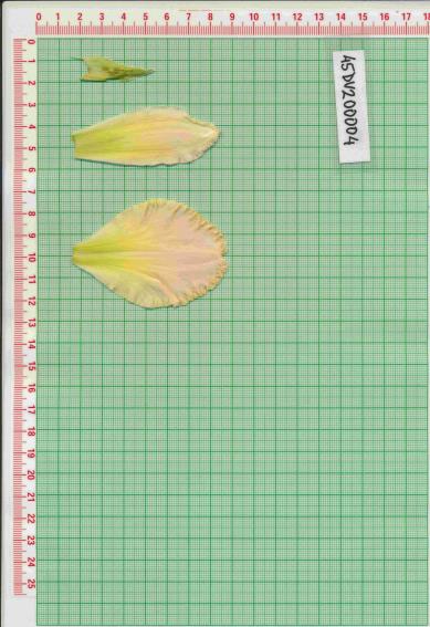 Click for 1 image(s) for this accession.