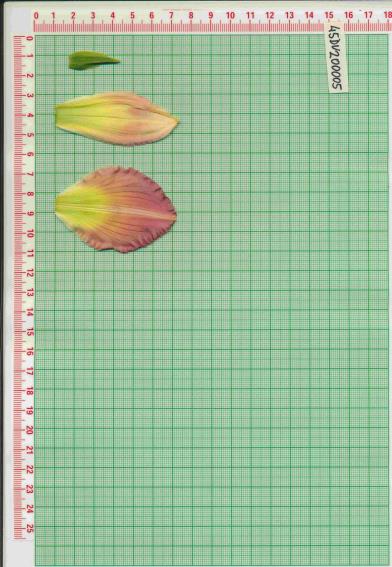 Click for 1 image(s) for this accession.