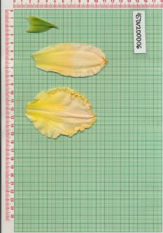 Click for 1 image(s) for this accession.