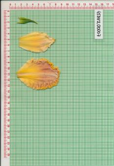 Click for 1 image(s) for this accession.