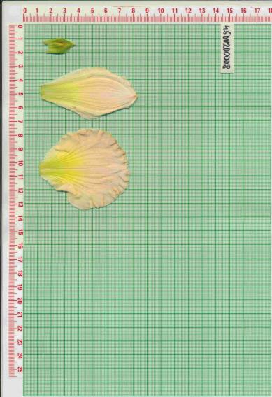 Click for 1 image(s) for this accession.