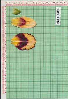 Click for 1 image(s) for this accession.