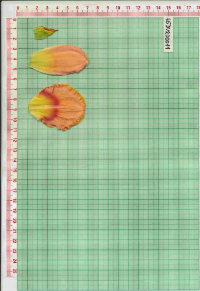 Click for 1 image(s) for this accession.