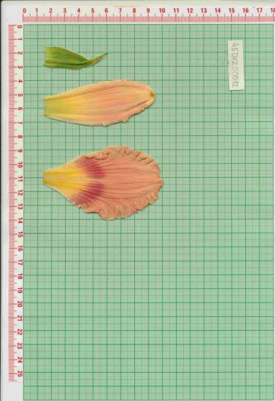 Click for 1 image(s) for this accession.