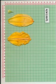 Click for 1 image(s) for this accession.