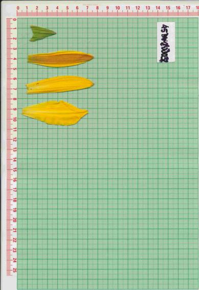 Click for 1 image(s) for this accession.