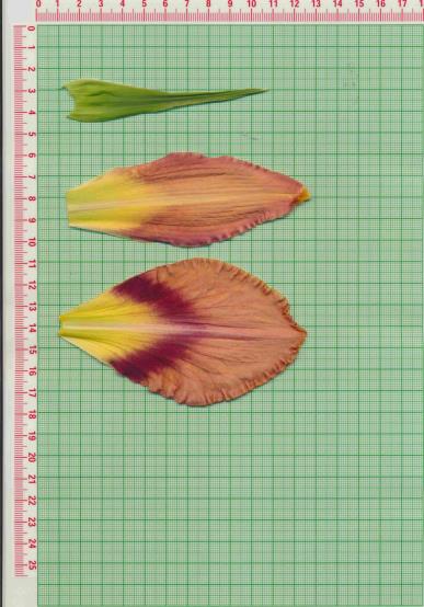 Click for 1 image(s) for this accession.
