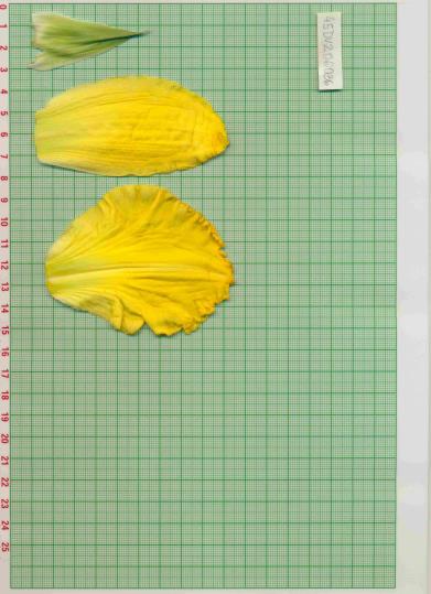 Click for 1 image(s) for this accession.