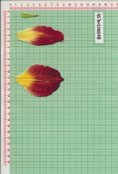 Click for 1 image(s) for this accession.
