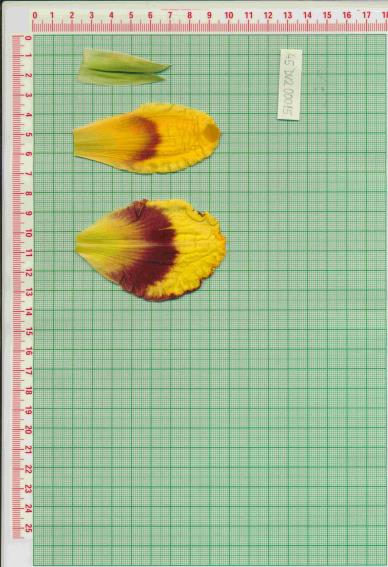 Click for 1 image(s) for this accession.