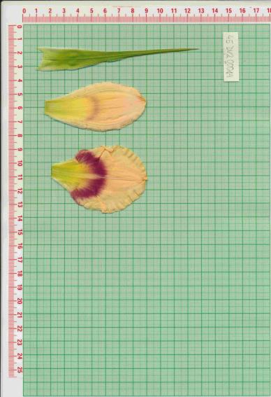 Click for 1 image(s) for this accession.