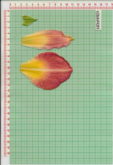 Click for 1 image(s) for this accession.