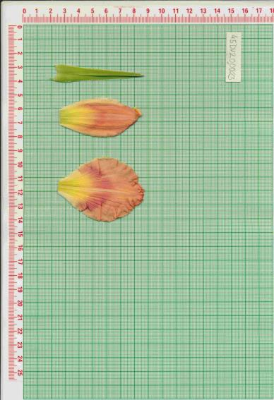 Click for 1 image(s) for this accession.