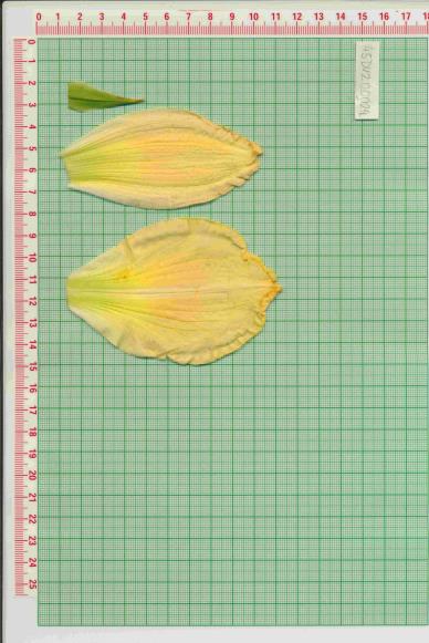 Click for 1 image(s) for this accession.