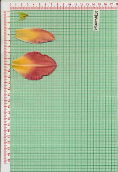 Click for 1 image(s) for this accession.