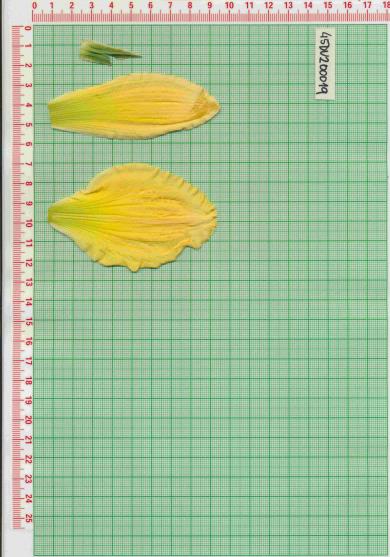 Click for 1 image(s) for this accession.