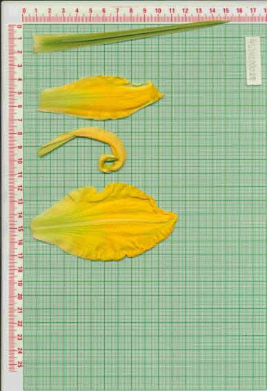 Click for 1 image(s) for this accession.
