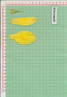 Click for 1 image(s) for this accession.
