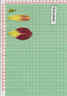 Click for 1 image(s) for this accession.