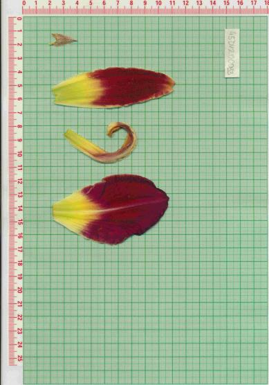 Click for 1 image(s) for this accession.