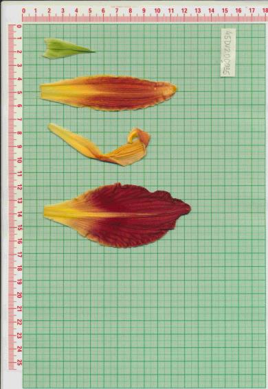Click for 1 image(s) for this accession.