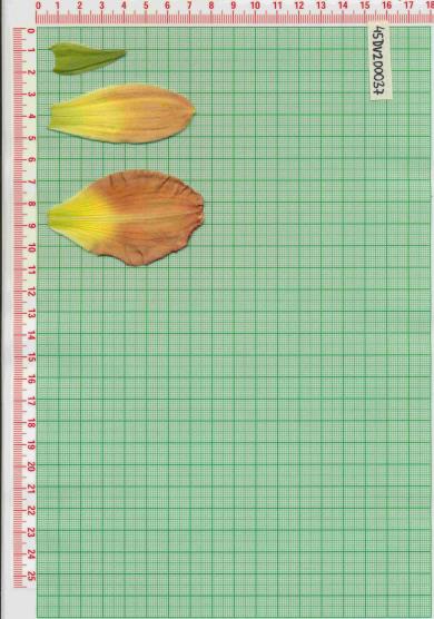 Click for 1 image(s) for this accession.