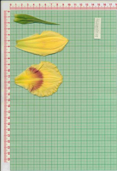 Click for 1 image(s) for this accession.
