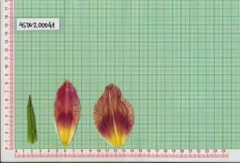 Click for 2 image(s) for this accession.
