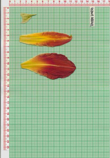 Click for 1 image(s) for this accession.