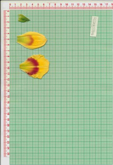 Click for 1 image(s) for this accession.