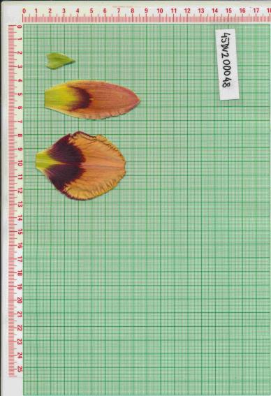 Click for 1 image(s) for this accession.