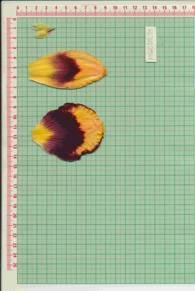 Click for 1 image(s) for this accession.