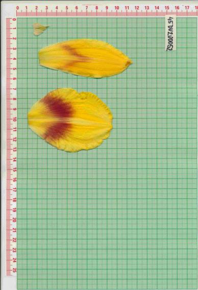 Click for 1 image(s) for this accession.
