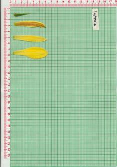 Click for 1 image(s) for this accession.