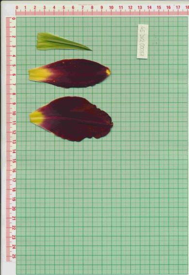 Click for 1 image(s) for this accession.