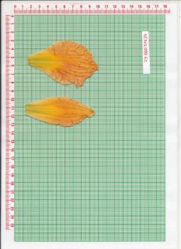 Click for 1 image(s) for this accession.