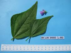 Click for 1 image(s) for this accession.