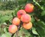 Click for 1 image(s) for this accession. FRUIT