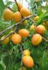 Click for 2 image(s) for this accession. FRUIT