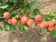 column Fruit