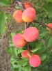 column FRUIT