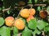 Click for 1 image(s) for this accession. Fruit