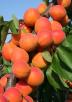 Click for 1 image(s) for this accession. Fruit