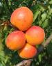 Click for 1 image(s) for this accession. FRUIT